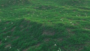 Forester grass field